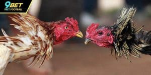 Đá Gà 88 – Trải Nghiệm Cá Cược Tại Đấu Trường Hàng Đầu