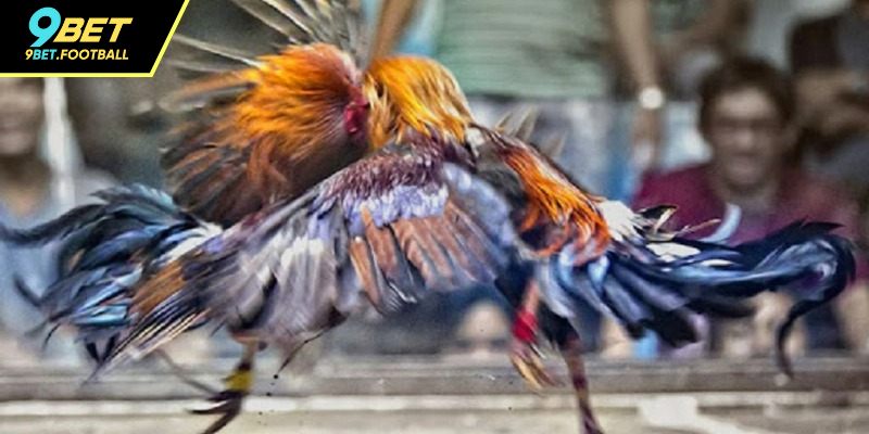 Đá gà 88 định nghĩa là gì?