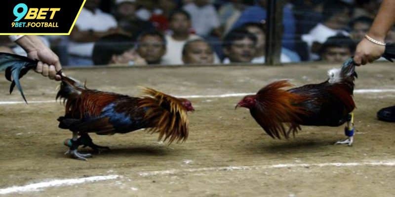 Quy tắc đá gà cựa sắt cơ bản cần nắm rõ